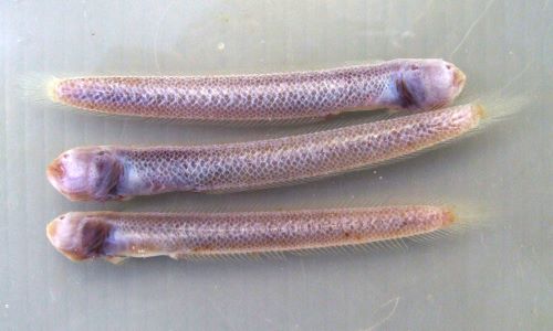 あかうお アラスカメヌケ (アカウオ) | 市場魚貝類図鑑