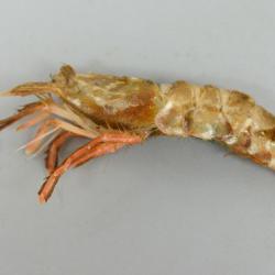 クロザコエビ 甲殻 市場魚貝類図鑑