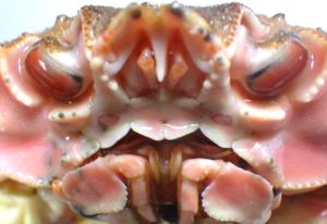 クリックで拡大表示