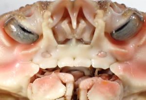 クリックで拡大表示