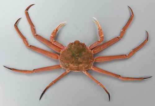 オオズワイガニ (バルダイ) | 市場魚貝類図鑑