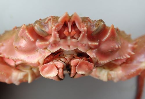 オオズワイガニ (バルダイ) | 市場魚貝類図鑑
