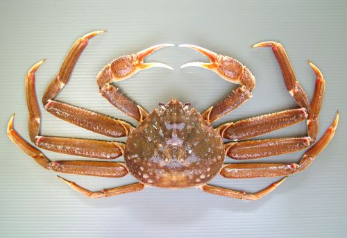 オオズワイカニ オオズワイガニ (バルダイ) | 市場魚貝類図鑑