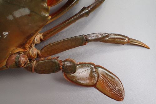 トゲノコギリガザミ 甲殻 市場魚貝類図鑑