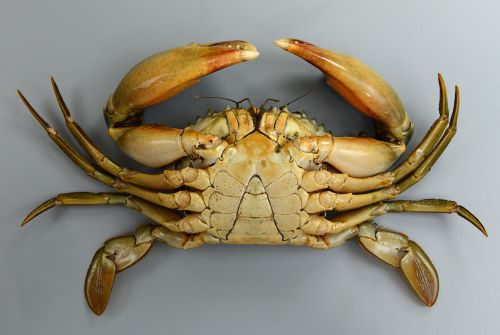 トゲノコギリガザミ 甲殻 市場魚貝類図鑑