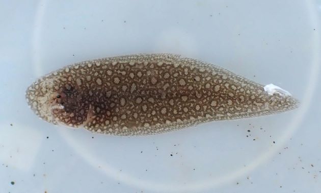 35cm SL 前後になる。目は左にある。青灰色で無眼側の背鰭・腹鰭は黒い。側線は３本。唇にヒゲ（触髯／しょくしゅ）がある。胸鰭は12mm前後まではあるが成長するとなくなる。［70mm TL］