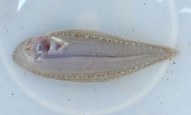 35cm SL 前後になる。目は左にある。青灰色で無眼側の背鰭・腹鰭は黒い。側線は３本。唇にヒゲ（触髯／しょくしゅ）がある。胸鰭は12mm前後まではあるが成長するとなくなる。［70mm TL］
