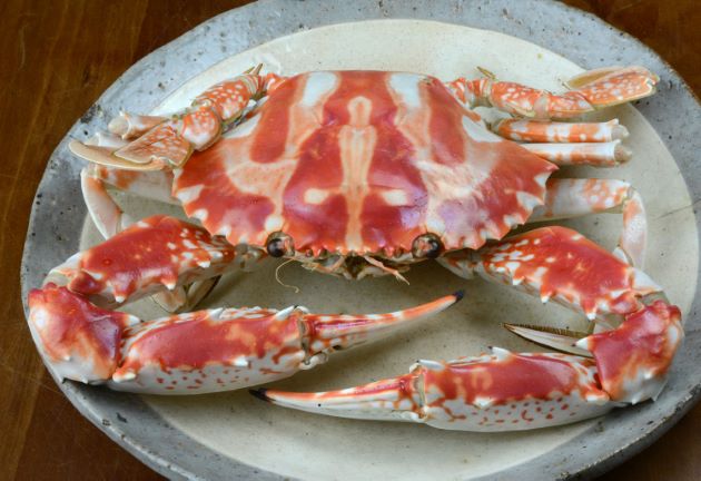 イシガニ Charybdis (Charybdis) japonica