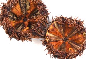 クリックで拡大表示