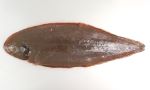 オオシタビラメのサムネイル写真