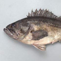 ソイ 市場魚貝類図鑑