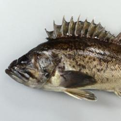 クロソイ 魚類 市場魚貝類図鑑