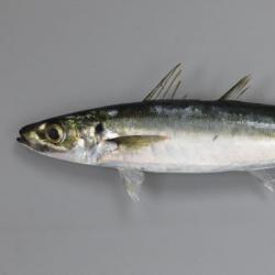 モロ 魚類 市場魚貝類図鑑 モロ 魚類 市場魚貝類図鑑