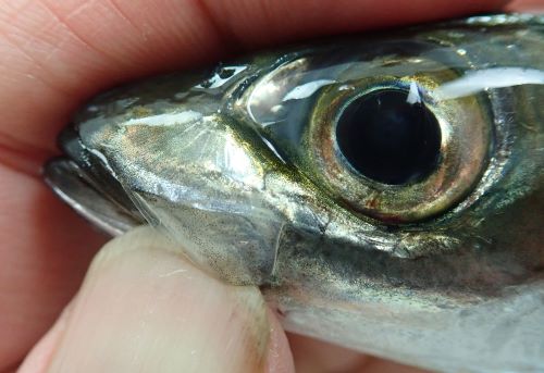 モロ 魚類 市場魚貝類図鑑