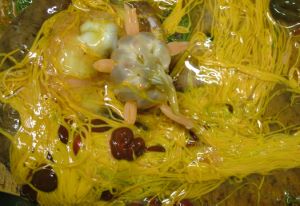 キンコ その他生物 市場魚貝類図鑑 キンコ その他生物 市場魚貝類図鑑