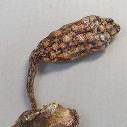 エボヤ その他生物 市場魚貝類図鑑 エボヤ その他生物 市場魚貝類図鑑