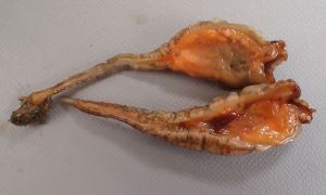 クリックで拡大表示