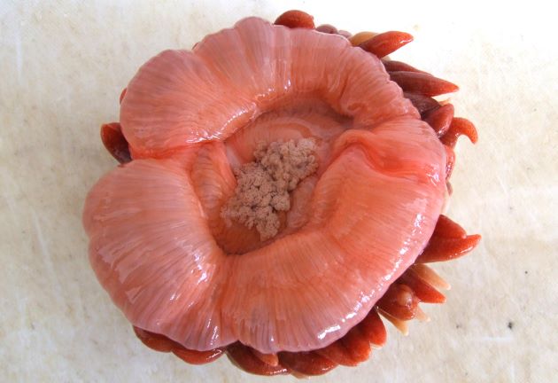 コイボイソギンチャク ジイボ 市場魚貝類図鑑