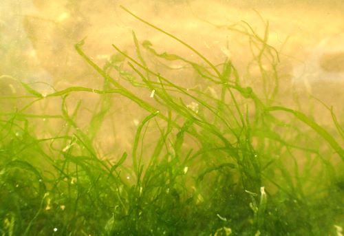 スジアオノリ | 海藻・植物 | 市場魚貝類図鑑