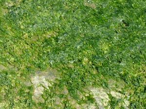 クリックで拡大表示