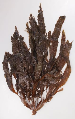 アラメ 海藻 植物 市場魚貝類図鑑
