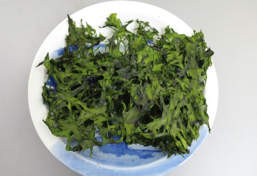 ハバノリ 海藻 植物 市場魚貝類図鑑 ハバノリ 海藻 植物 市場魚貝類図鑑