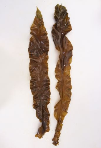 ハバノリ 海藻 植物 市場魚貝類図鑑