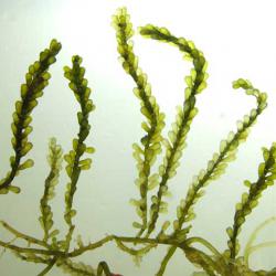 フサイワヅタ | 海藻・植物 | 市場魚貝類図鑑