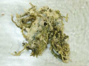 クリックで拡大表示