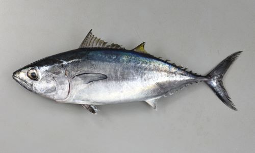 マグロ