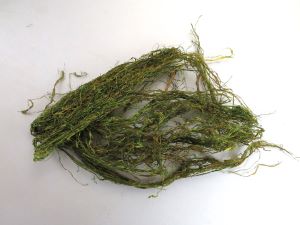 クリックで拡大表示 けのり
