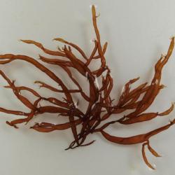 フノリ科について 生物一覧ー 市場魚貝類図鑑
