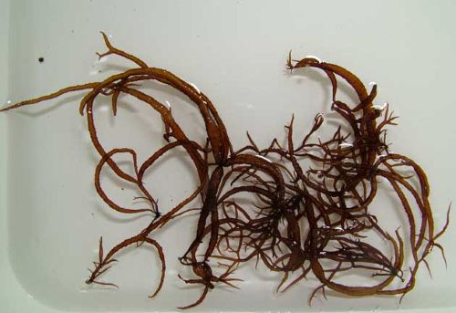 天然フクロフノリ　1キロ〜販売 天然ふのり 国内産 500g 水洗い まふのり フクロフノリ 乾燥