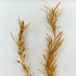 ホンダワラ属について 生物一覧ー 市場魚貝類図鑑 ホンダワラ属について 生物一覧ー 市場魚貝類図鑑