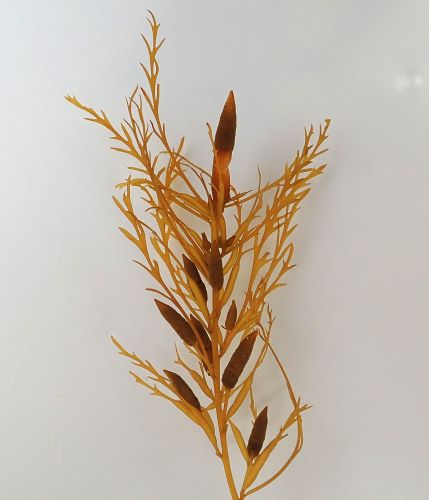 アカモク | 海藻・植物 | 市場魚貝類図鑑