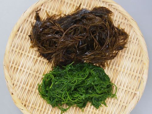 アカモク 海藻 植物 市場魚貝類図鑑