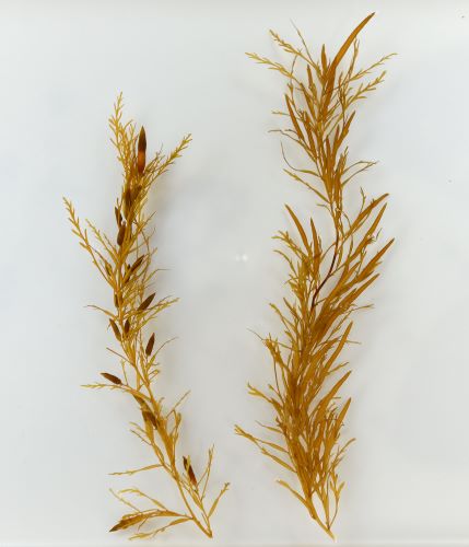 アカモク 海藻 植物 市場魚貝類図鑑