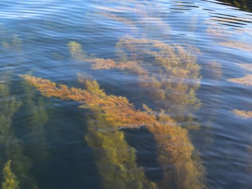 アカモク 海藻 植物 市場魚貝類図鑑