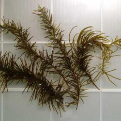 マツモ 海藻 植物 市場魚貝類図鑑