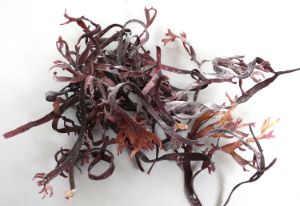 クリックで拡大表示