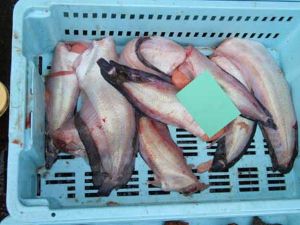 クリックで拡大表示 クサウオの出荷前