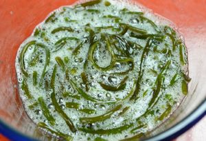 クロモ 海藻 植物 市場魚貝類図鑑 クロモ 海藻 植物 市場魚貝類図鑑