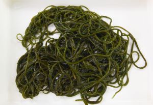 クロモ 海藻 植物 市場魚貝類図鑑 クロモ 海藻 植物 市場魚貝類図鑑