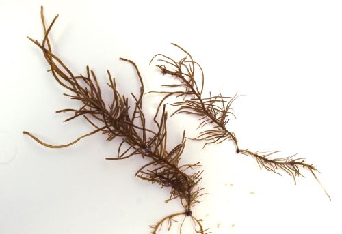 高さ60cm前後になる。小さな板状の付着器から1〜数本の茎が伸びる。主茎がありそこからよく分枝する。藻体の表面に産毛状のものがあり、触るとぬるぬるする。円柱状で無数の枝が出る。枝からは枝は生じない。表面には黒くて非常に細い毛が無数に出る。