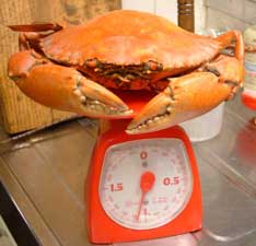 クリックで拡大表示 アミメノコギリガザミの重さ
