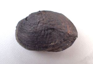 クリックで拡大表示