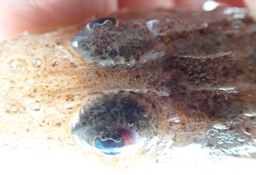 メゴチ 魚類 市場魚貝類図鑑 メゴチ 魚類 市場魚貝類図鑑