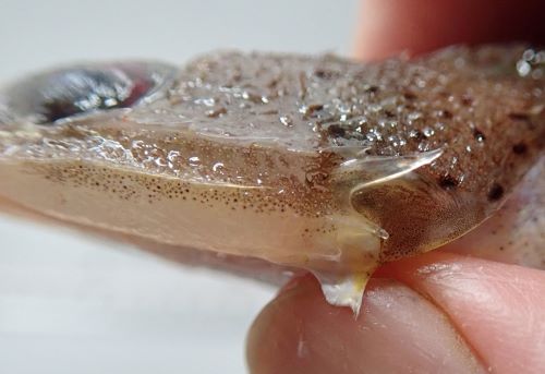 メゴチ 魚類 市場魚貝類図鑑 メゴチ 魚類 市場魚貝類図鑑