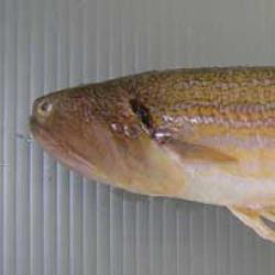 オキエソ 魚類 市場魚貝類図鑑 オキエソ 魚類 市場魚貝類図鑑