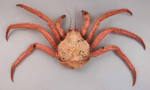 エゾイバラガニ 甲殻 市場魚貝類図鑑 エゾイバラガニ 甲殻 市場魚貝類図鑑